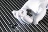 Enriched uranium pellets