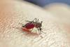 Mosquito sucking blood