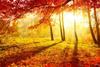 Trees in autumn