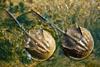 Horseshoe crabs in water