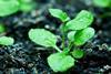 Plants-clear-up-TNT_iStock_000002367017_300tb