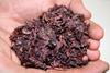red grape pomace
