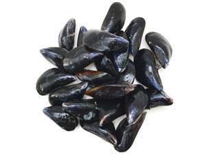Mussels
