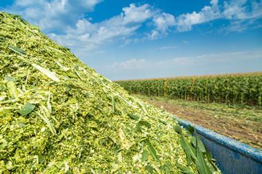 Corn biomass in corn field