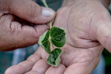 Soybean leaves