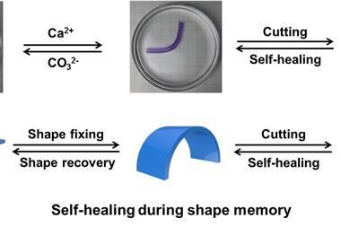 C6SC02354A Stretchable Supramolecular Hydrogels Fig5c