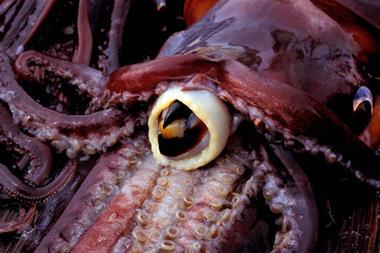 Squid-beak-mimic_BNXAC8_630m