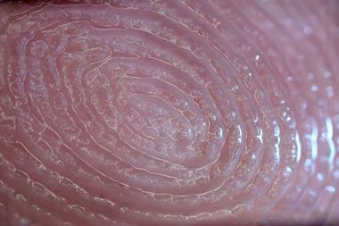 Extreme close up of a finger pad showing the sweat between the ridges
