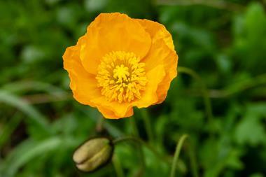 An image showing Papaver nudicaule