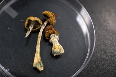 Magic mushrooms