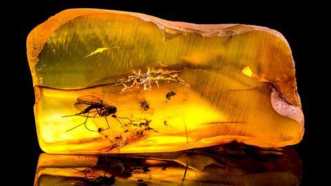mosquito in amber