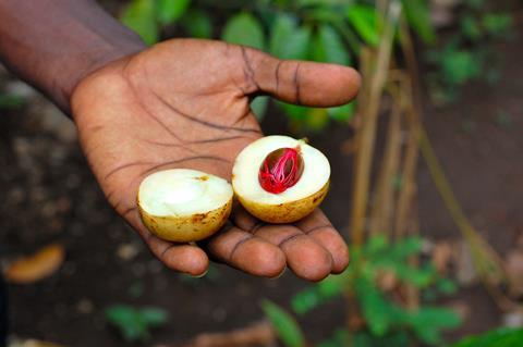 Fresh nutmeg in Zanzibar (Tanzania) in a spice farm